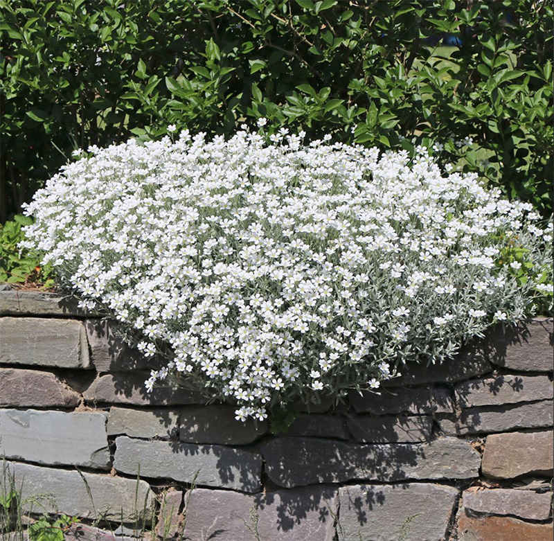 Cerastium biebersteinii